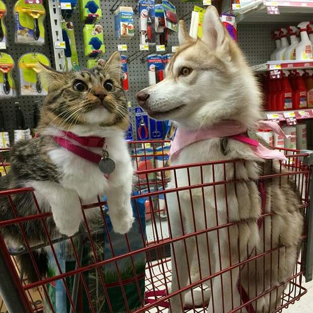 OMG is that catnip on sale?! #liloandrosie ---------------------- Side note: Go follow @finnysfinds for updates on our #tnr feral cat project!  Фото: lilothehusky