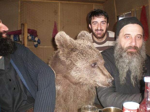 смешной медведь 2