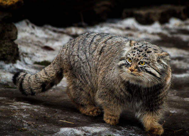 Редкие таинственные дикие кошки
