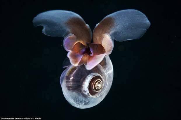 A sea butterfly in the Sea of Japan: The 'Aquatilis Expedition' will be Russia's first such expedition to study the life of the oceans