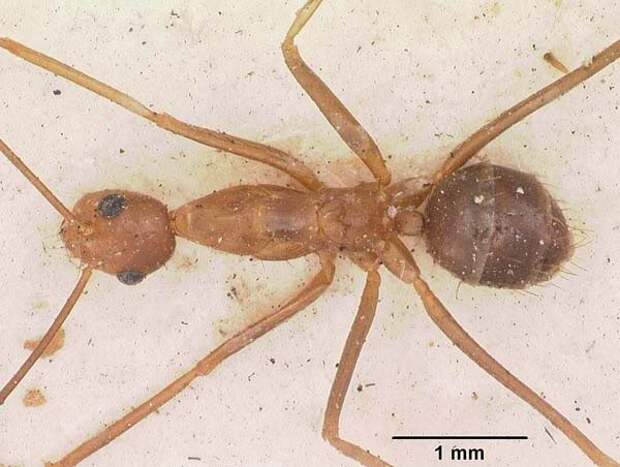 Anoplolepis_gracilipes_2