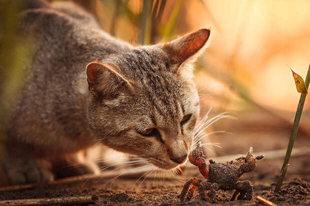 Кошки в фотографиях Сэйдзи Мамия