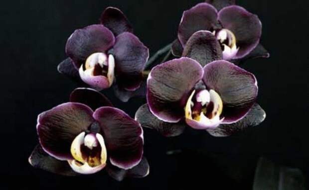 Орхидея-сильный женский талисман - приметы про орхидею в доме