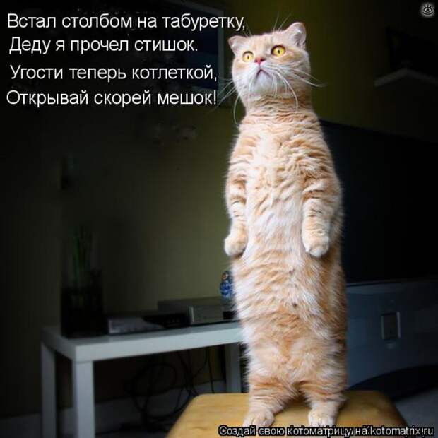 Чудная котоматрица 9