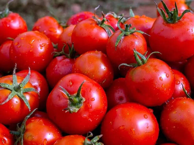 В Свердловской области обнаружили 18 тонн опасных помидоров из Казахстана