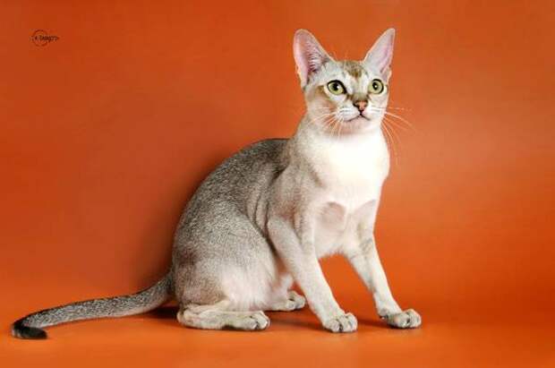 Сингапурская кошка, сингапура, фото породы кошек фотография картинка