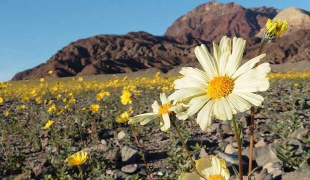 Впервые за много лет цветет Долина смерти  Долина смерти, природа, цветы