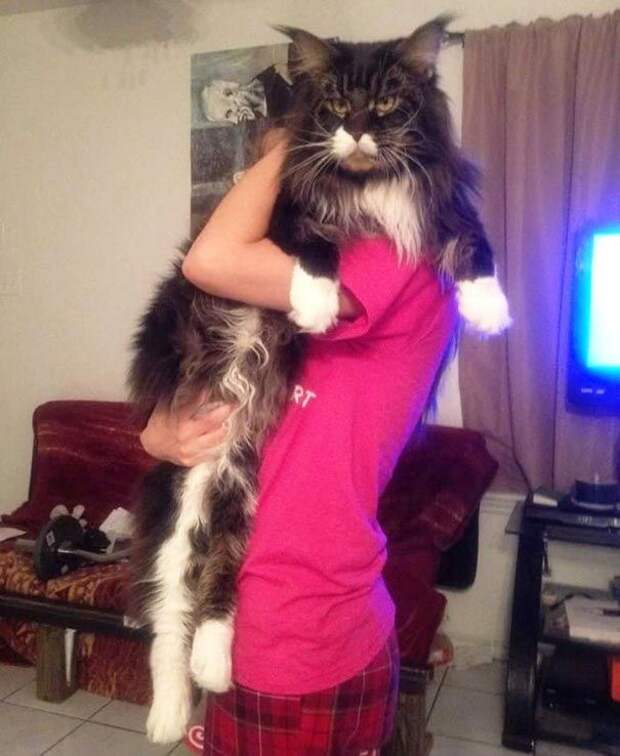 25 котов-гигантов, которые сами могут гонять собак Коты-гиганты, огромные коты, гигантские коты, мейн-куны, коты саванна