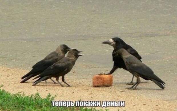 Прикольные фотомемы для хорошего настроения (28 фото)