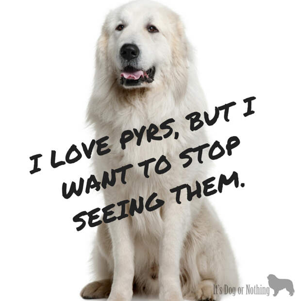 Great Pyrenees in the Media