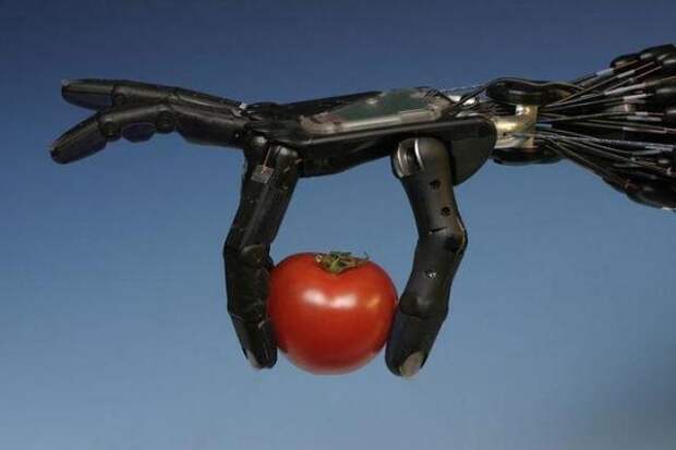 Робот, выращивающий помидоры. Фото с сайта newsone.ws