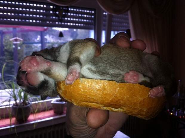 Pleasant-weird-Photos6