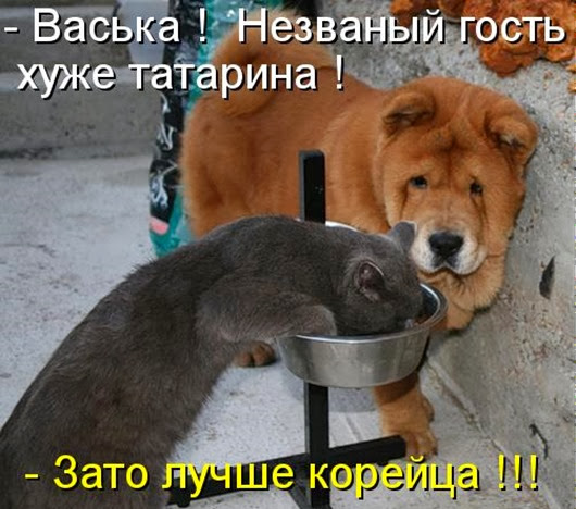 kotomatritsa_ce
