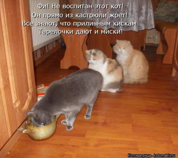 Котяры на приколе и их шаловливые друзья (35 фото)