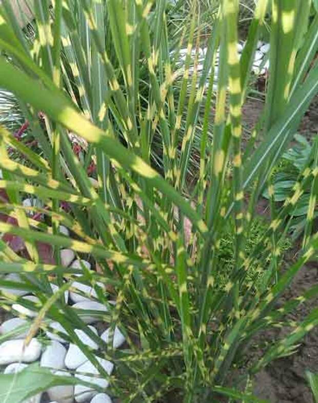 Мискантус Мискантус