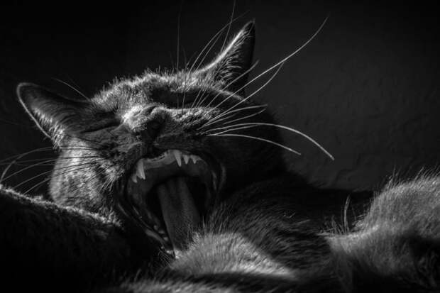 черно белые фотографии кошек (29)