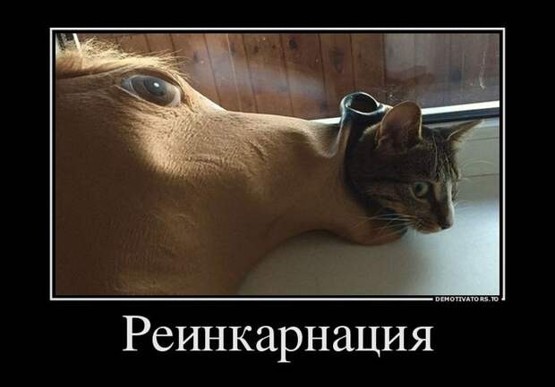 Подборка демотиваторов демотиватор, юмор