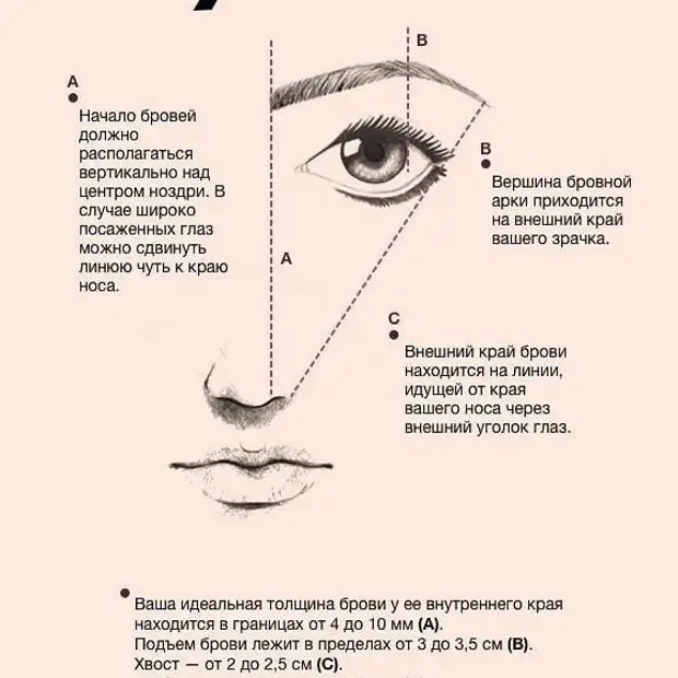 Схема правильных бровей правильных
