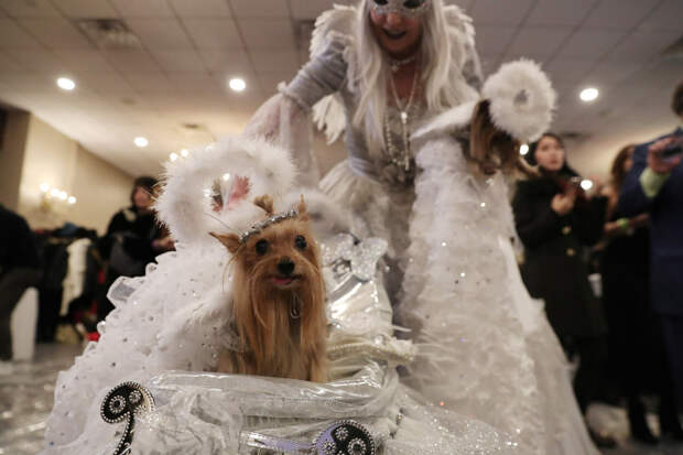 New York Pet Fashion Show