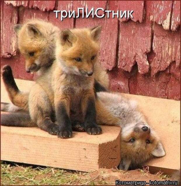 Лучшая котоматрица недели (26 шт)