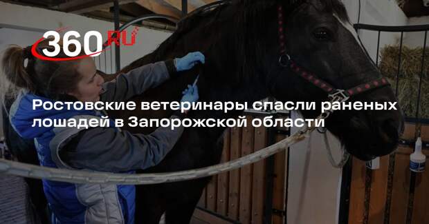 Балицкий: ветеринары из Ростовской области помогли раненым лошадям в Запорожье