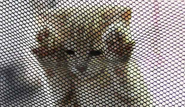 Котенок в переноске на выставке КоШарики Шоу в Сокольниках
