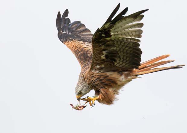 Победители конкурса фотографий дикой природы Nature Photography Awards