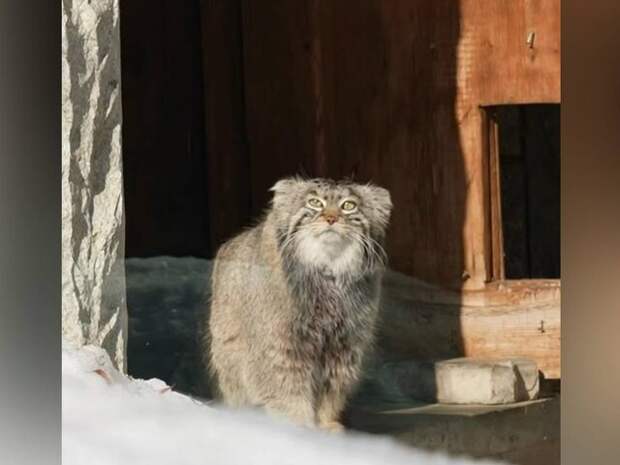 Московский зоопарк показал выход манула Тимофея из домика на прогулку