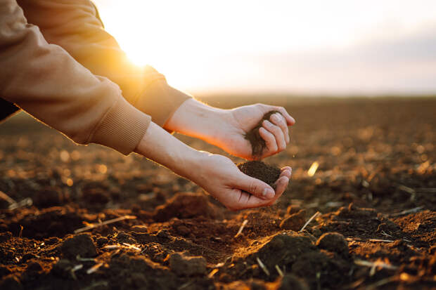 Acta Psychologica: участие в садоводстве помогает дошкольникам лучше питаться