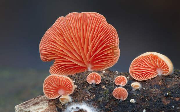 16. Crepidotus Крепидот. грибы, интересное, фото