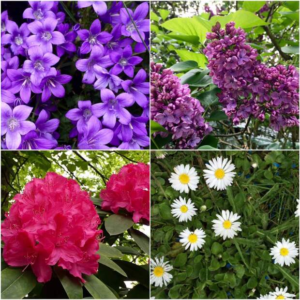 Spring blooms Spring blooms