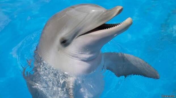 Альфа – самец. Дельфины