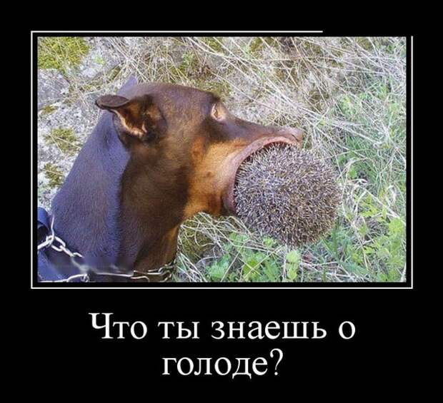 Демотиваторы