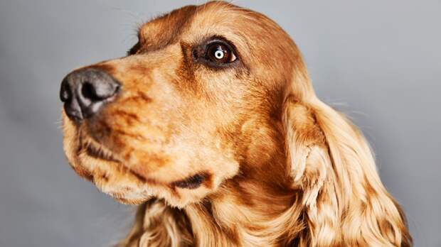 Кинолог Голубев напомнил о защите питомцев от стресса новогодней ночи