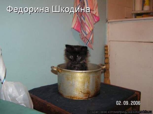 Свежая котоматрица на Бугаге (34 фото)