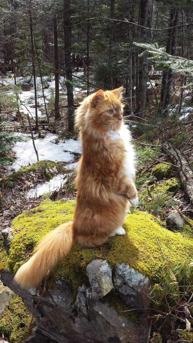 кошка на природе