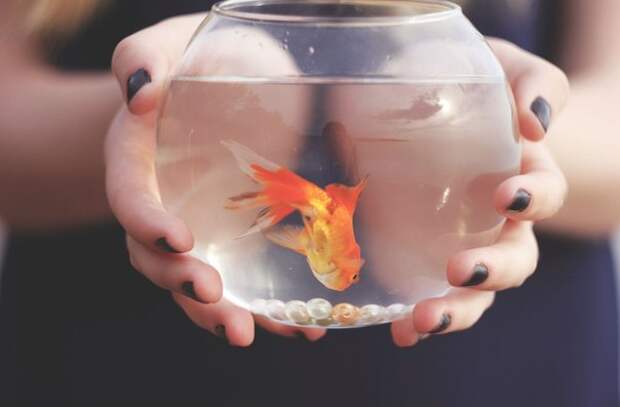 Сайт где богачи исполняют твои желания. Рыбка исполнения желаний. Золотая рыбка желания. Золотая рыбка исполняет желания. Исполнения всех желаний.