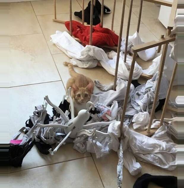 10 кошек, которых хозяева застали на месте преступления