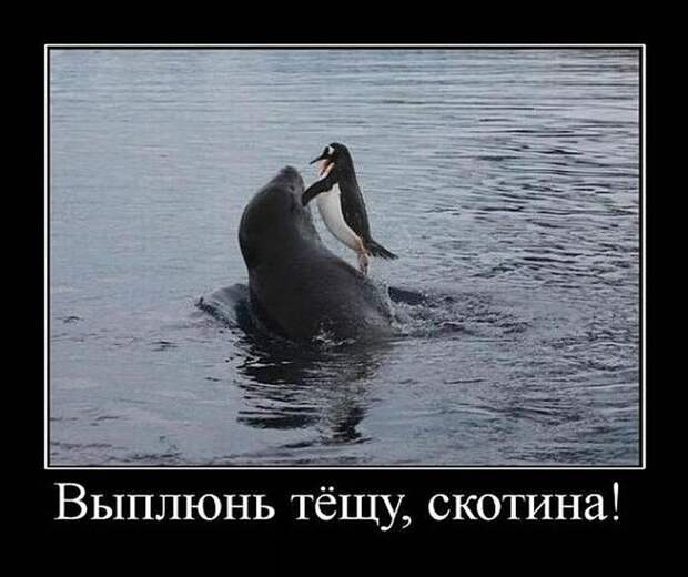 Демотиваторы (30 фото)