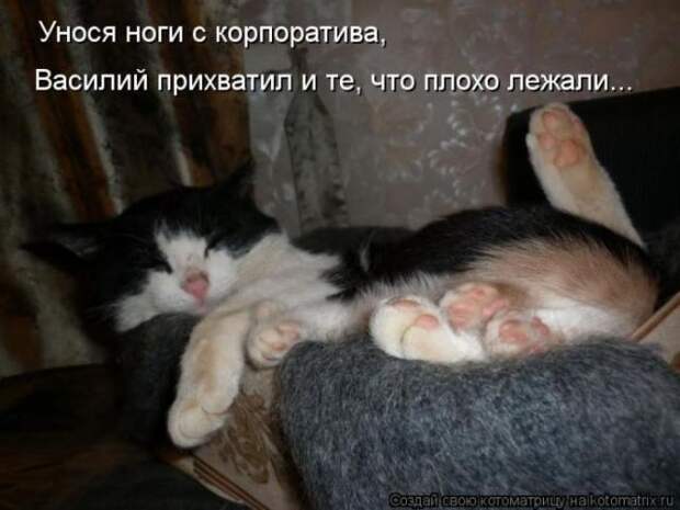 котоматрицы (50 фото) котоматрицы (50 фото)