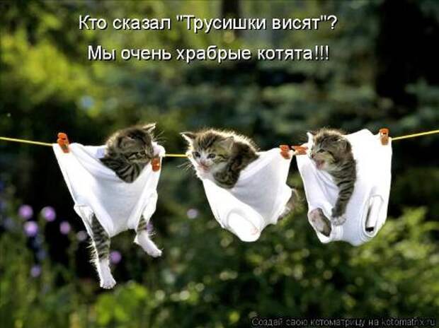 смешные фото с маленькими котятами