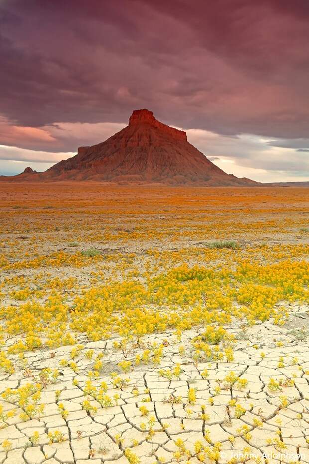 UtahDesert02 Цветущая пустыня Анза Боррего