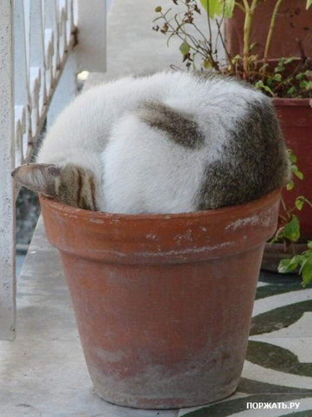 Приколы еще не надоели ?:)