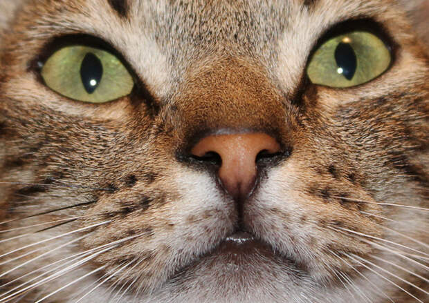 кошачий нос