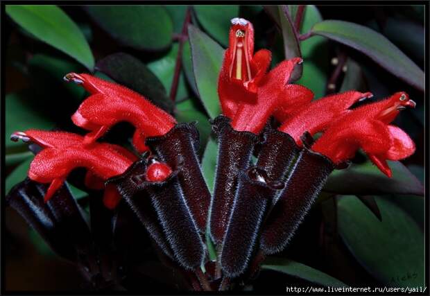 032 (700x483, 225Kb)