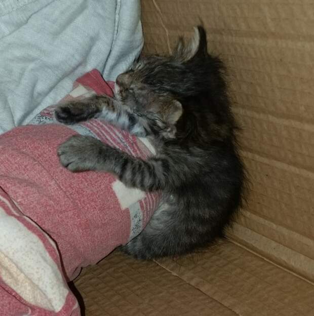 Котя Дуся)) животные, коты