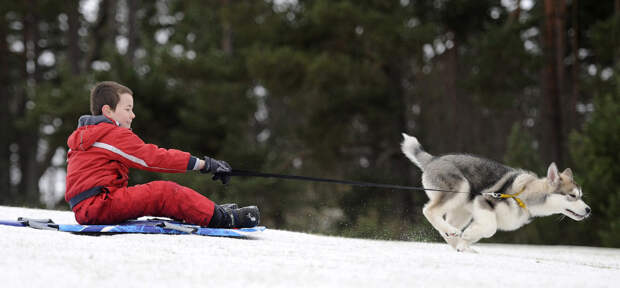 Хаски Великолепный