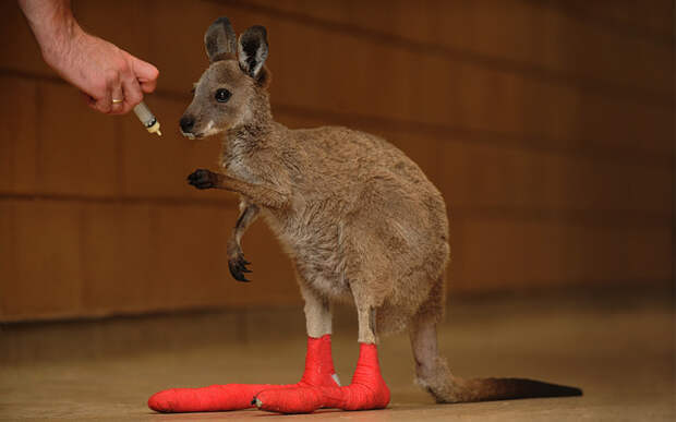 Этот детеныш кенгуру получил травму во время лесного пожара, и сейчас он проходит курс лечения в австралийском зоопарке