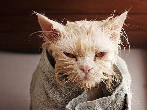 Жестокие фото котов после принятия ими водных процедур вода, животные, коты