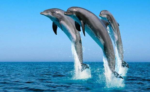 Обыкновенный дельфин, или дельфин белобочка (Delphinus delphis), фото киты фотография